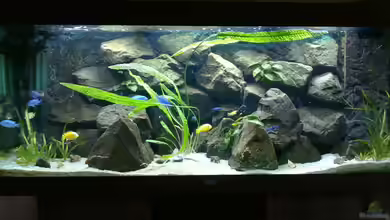 Mbuna- Juwel Rio 400 von Vision112