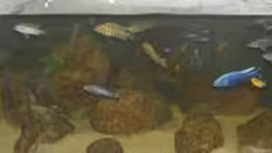 Mbuna-Aquarium von daniel5