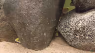 Mbuna Baby Dream 2 von Cichlidenfan