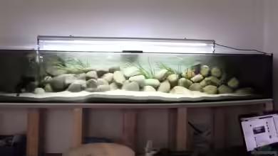 Mbuna Bay von AfricanBay