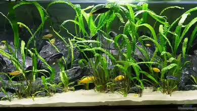 Mbuna Garten von kojandt