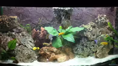 Mbuna Paradies (Malawi) von noah99