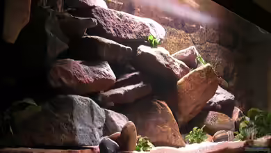 Mbuna Rocks von Kai Pragal