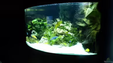 Mbuna350 Trigon von MF80