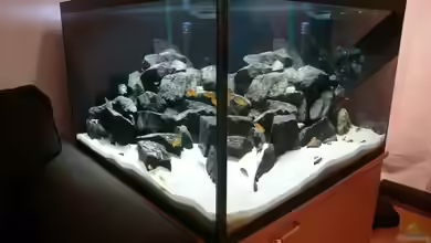 Mbunabecken von Mbunafan