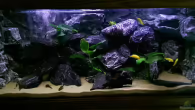 Mbunas Felslitoral von El Tomo