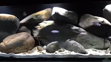 Mbunas hole von Gary.S.P