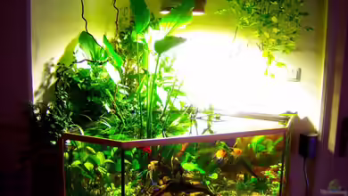 Mco`s Aquarium von Mco77