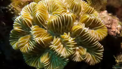 Meandrina meandrites im Aquarium halten