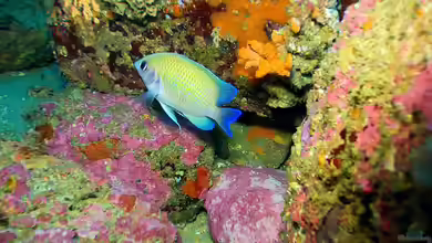 Mecaenichthys immaculatus im Aquarium halten