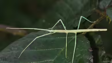 Medauroidea extradentata im Terrarium halten