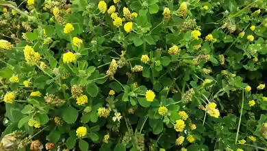 Medicago lupulina im Garten pflanzen