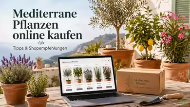 Mediterrane Pflanzen online kaufen: Die besten Tipps und Shopempfehlungen