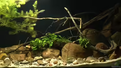 Meeki Aquarium (aufgelöst) von Lutten81