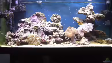 Meerwasser 180l von -Nico-