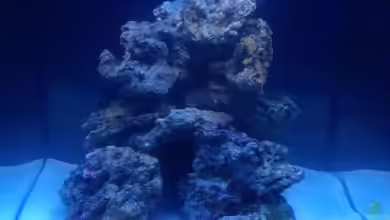 Meerwasser Würfel von chR576