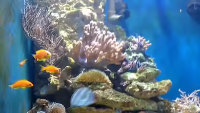 Meerwasser Würfel von Alex Bühr