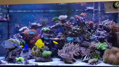 Meerwasserzusätze im Aquarium: Der umfassende Leitfaden für stabile Wasserwerte und gesunde Riffbewohner