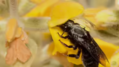 Megachile parietina im Garten