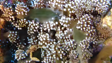 Megalactis griffithsi im Aquarium halten