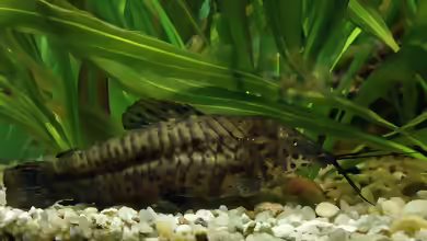 Megalechis thoracata im Aquarium halten