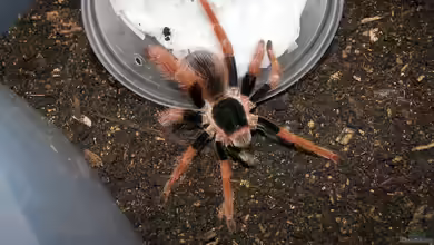 Megaphobema robustum im Terrarium halten
