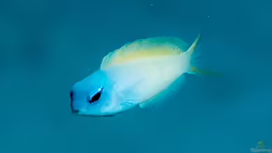 Meiacanthus atrodorsalis im Aquarium halten
