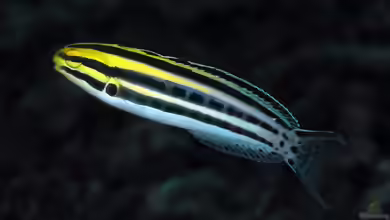 Meiacanthus grammistes im Aquarium halten