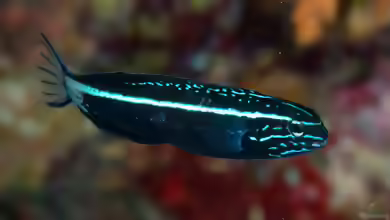 Meiacanthus kamoharai im Aquarium halten