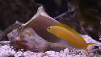 Meiacanthus oualanensis im Aquarium halten