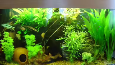 mein 1.Becken von Fohlenpower