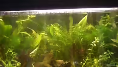 mein 54l Becken neu gemacht von Reinhold Berk