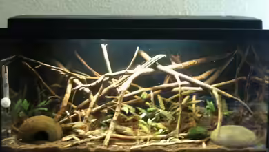 Mein 54l Naturaquarium mit viel Holz von Marc P