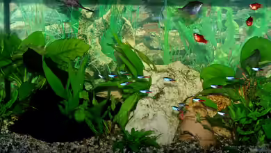 Mein Aquarium von Jürgen Hust