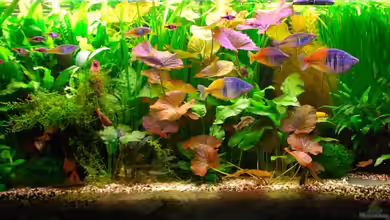 Mein Aquarium von Christian Klein