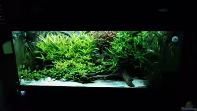Mein Aquarium von Jah Gaid