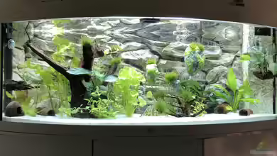Mein Aquarium von stitch77