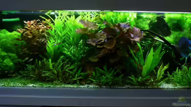 Mein Diskusbecken (aufgelöst) von Der Nicky