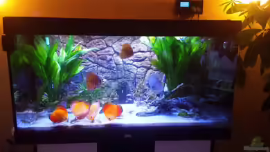 Mein Diskusbecken von Sonja N.