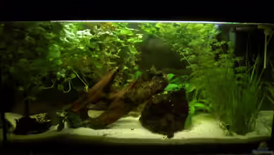 Mein erstes Aquarium (aufgelöst) von Manuela