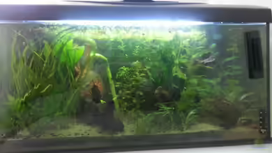 Mein erstes Aquarium von Parlak Ufuk