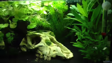 Mein erstes Aquarium von Johnny Martini