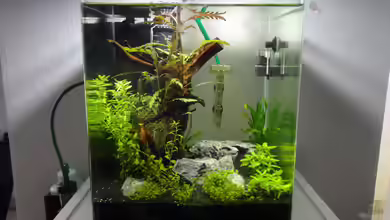 Mein erstes Aquascape von lolo