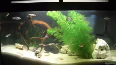 Mein erstes Becken von Weste