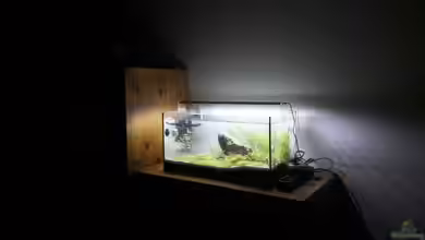 Mein erstes Garnelenbecken von Martin1a