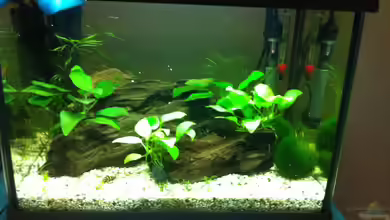 Mein erstes Nano Becken von RoZan