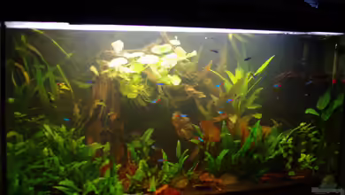 mein erstes Neon-Becken (nur noch Beispiel) von Herr H.