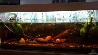 Mein erstes Schwarzwasserbecken von wid