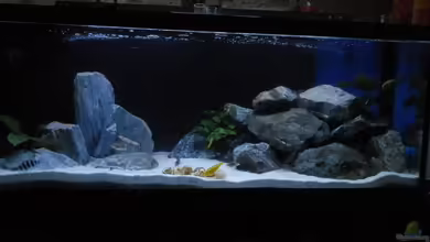 Mein erstes Tanganjikabecken von Malamute