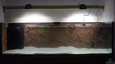 Mein erstes von Der Dortmunder